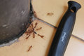 Red Ants Scaled to Brush Handle