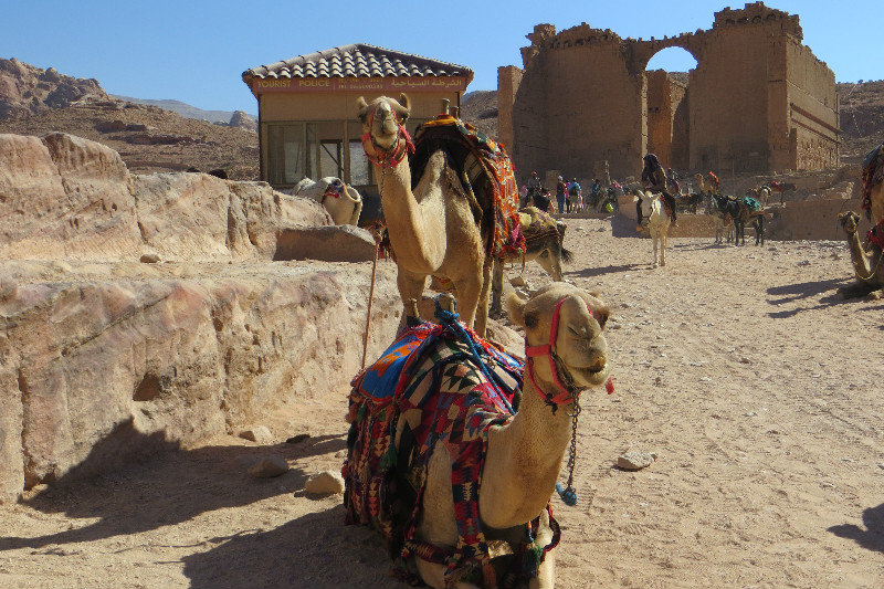 Camels in front of the The Qasr-al-Bint