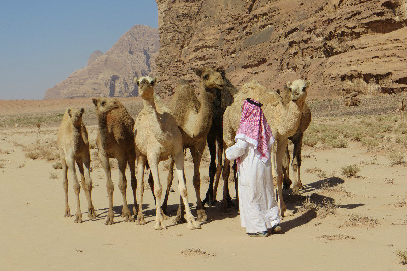 A Bedouin and camels