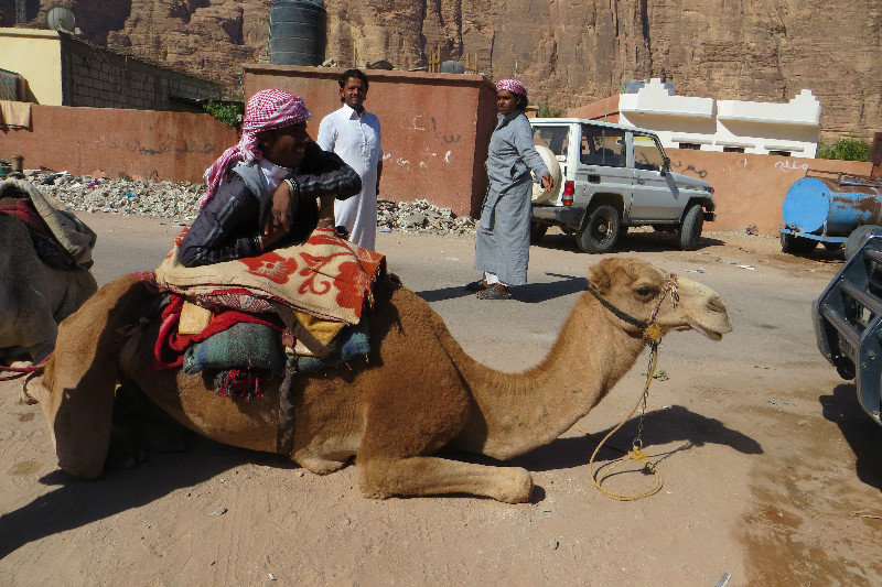 The Bedouin and the Camel