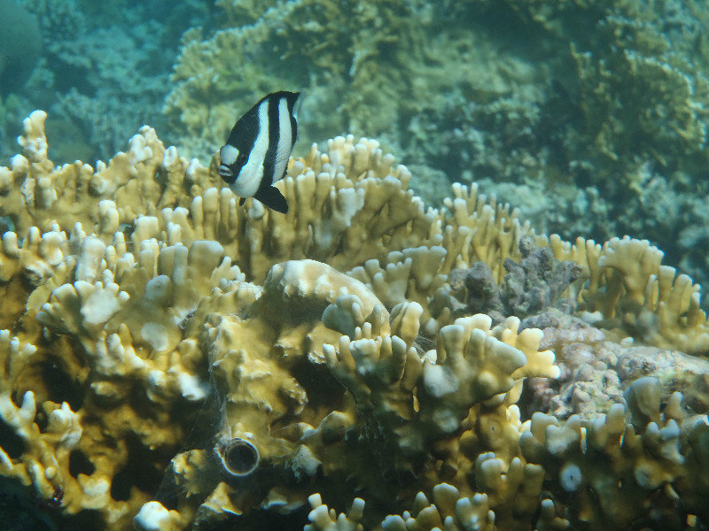 A Black-white butterfly fish