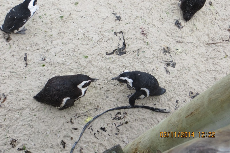 Two fighting Penguins
