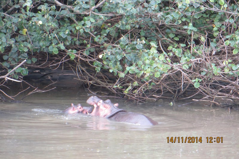 Hippo's at St. Lucia