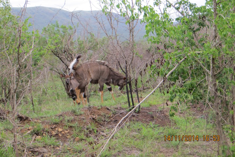 Roan Antelope (male)
