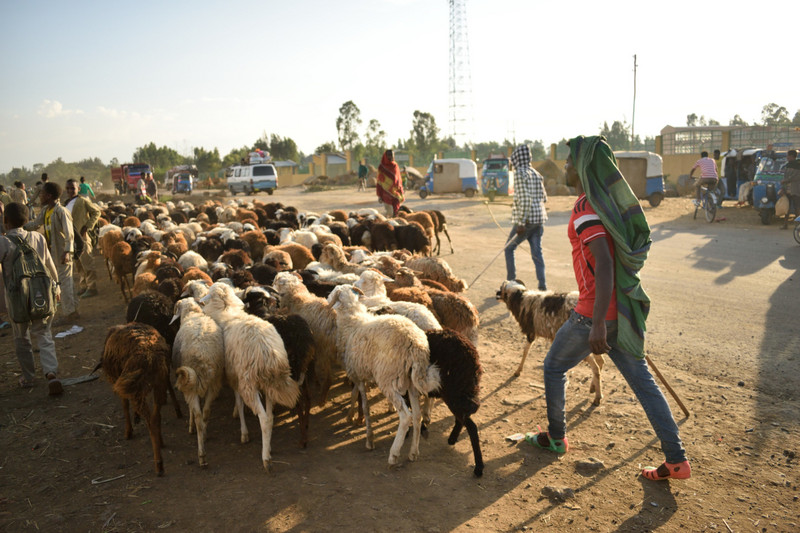 The Cattle Market of Bahir Dar