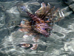 first time encounter.. Lion fish.. luckily from above water