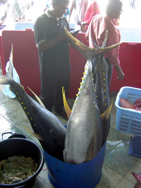 Huge tuna fish...oh I can eat it for weeks