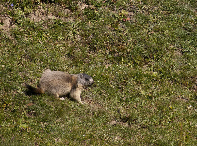 A Mountain Marmot