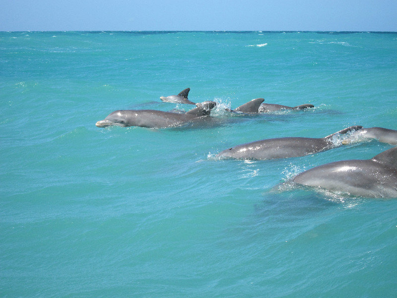 DOLPHINS!!!