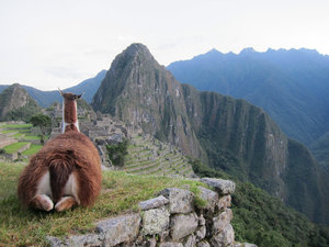 Hello Macchu Pichu Llama!