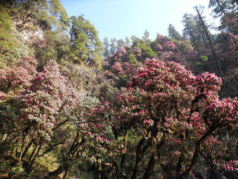 Rhododendrons near Ghorepani Deorali