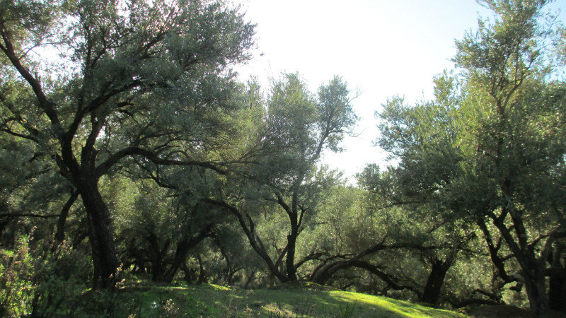 Forêt d'oliviers