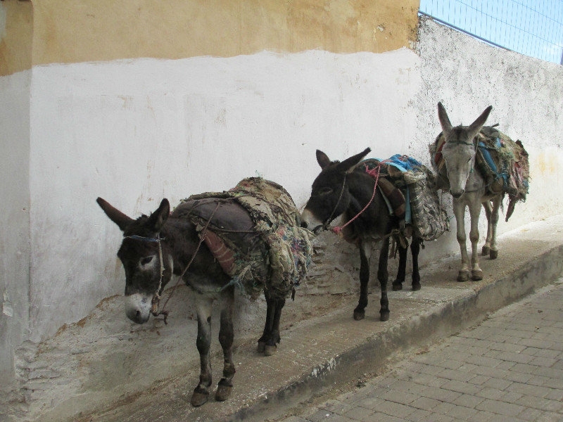 Les ânes de Fès pour les petites rues de la médina