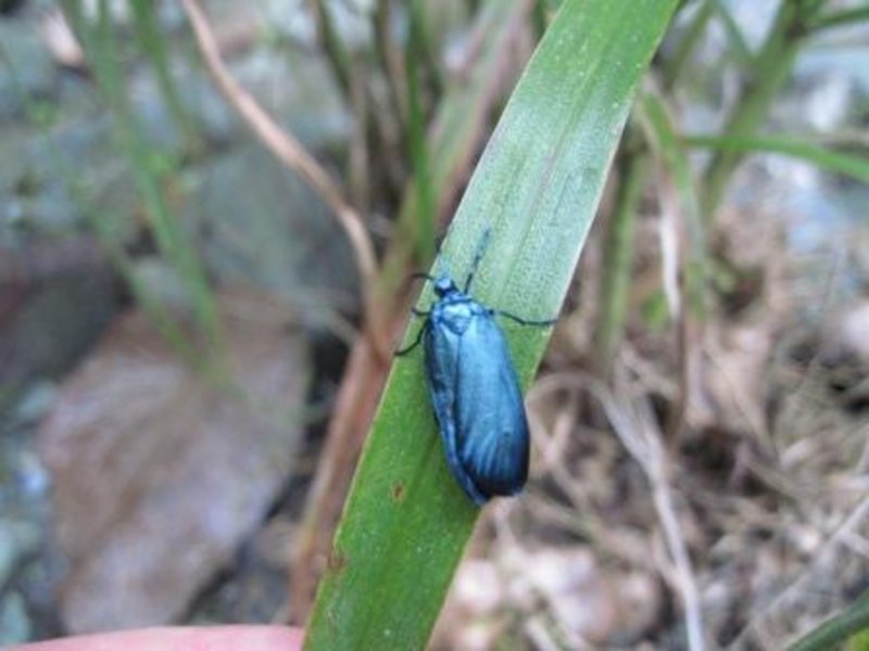 Banos beetle
