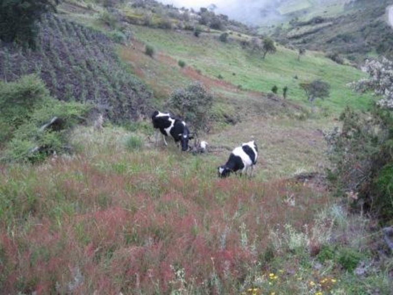 8 MP Source protection cows, note heavy grazing moving uphill, cows tethered