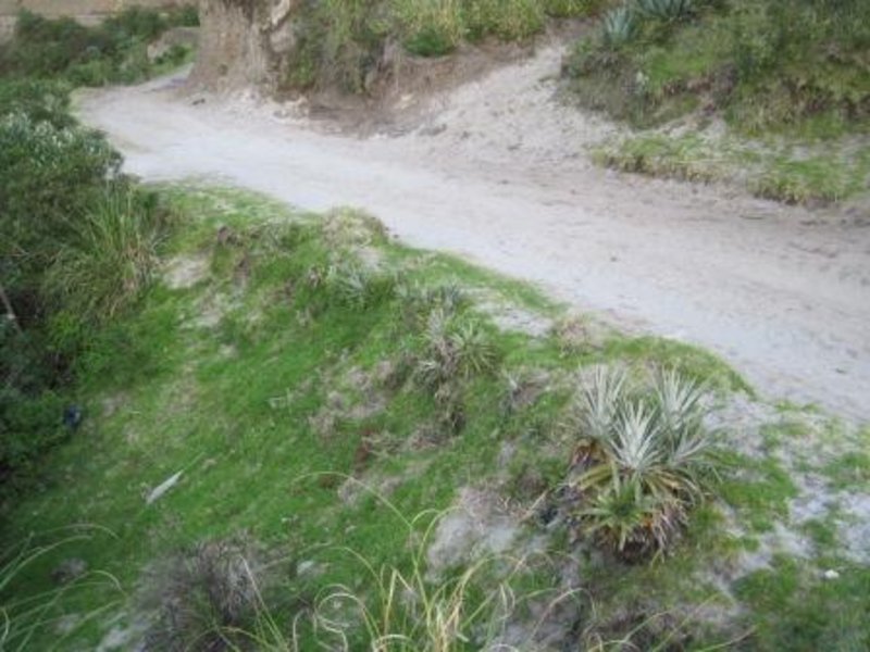 10 MP Camino agave bmp, note line of agaves protecting road edge