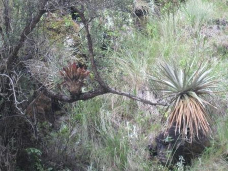 16 MP Camino bromeliad rare in this area