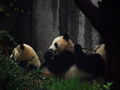 Pandakaverukset lounaalla