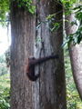 Borneolainen puunhalaaja