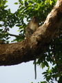Longtail macaque