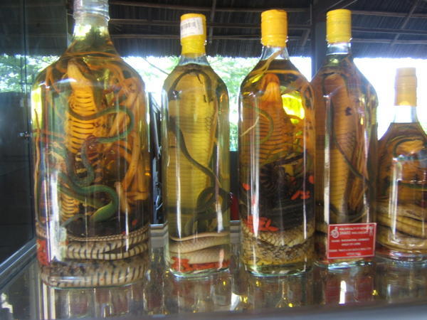 Snake and Cockroach wine!