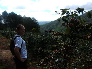 Me and a coffee plantation