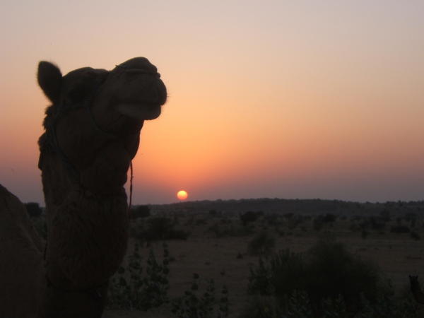 Camel in the sunset