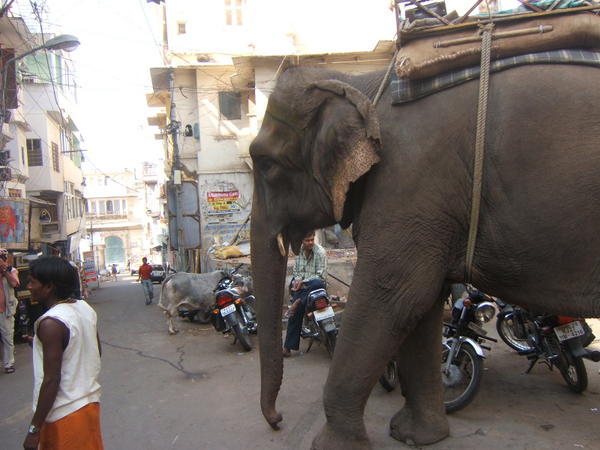 Street Elephant