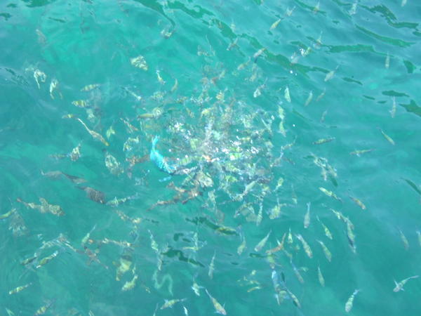 The fish we were snorkelling with