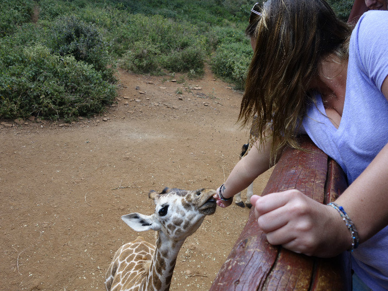 Feeding a Baby Giraffe