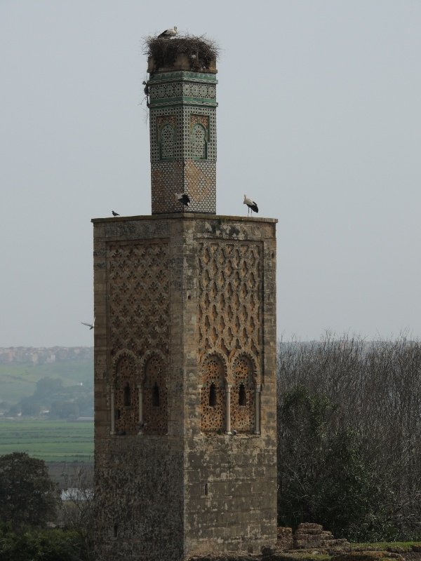 Storks on minarets 