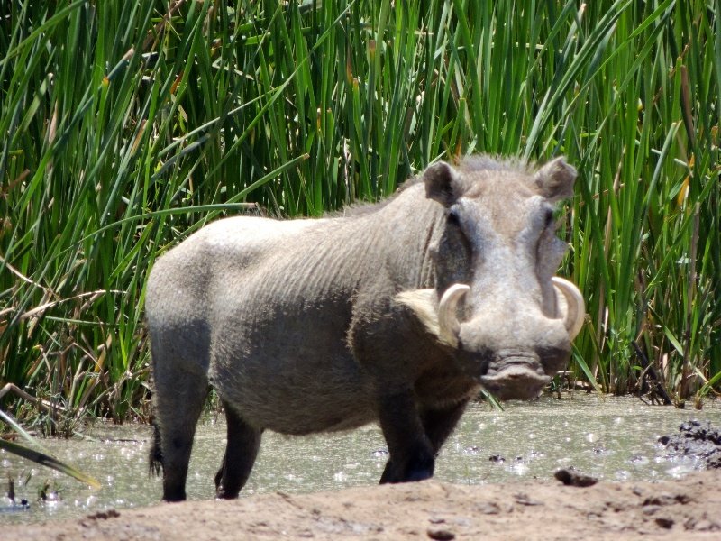 This is a warthog.
