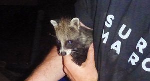 A baby civet, we think....