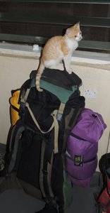 Travelling cat?