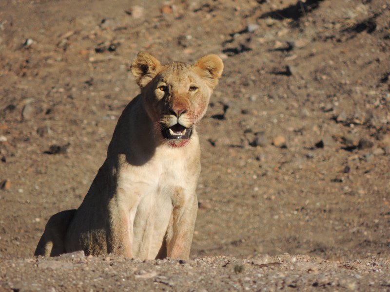 Roadside pride of 10 lions, northern Namibia 
