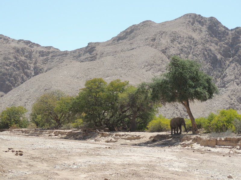 Wild desert elephant