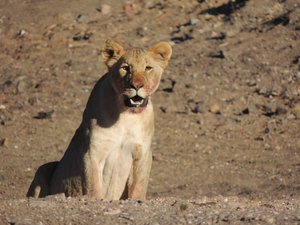 Roadside pride of 10 lions, northern Namibia 