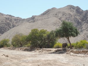 Wild desert elephant