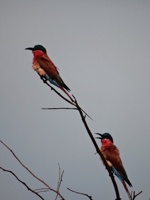 Southern Carmine Bee eater