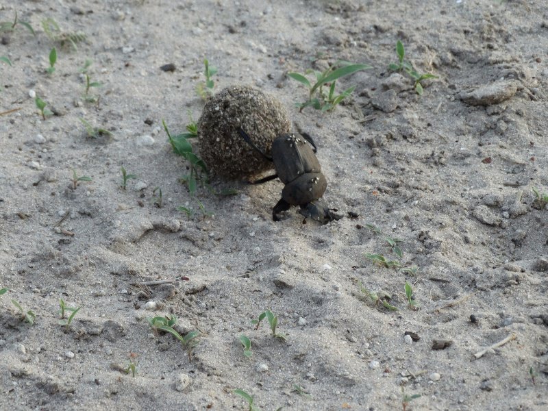Our favourite! Dung beetle!