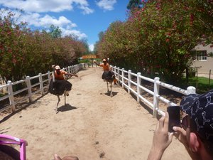 Ostrich racing! Obviously 