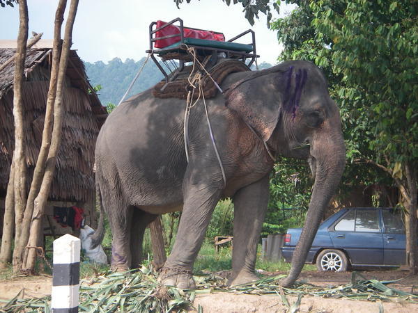 elephants at Lanta