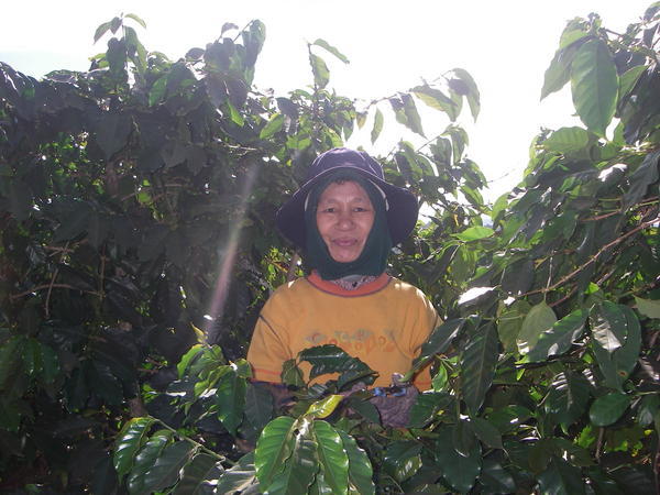 Women in the coffee fields