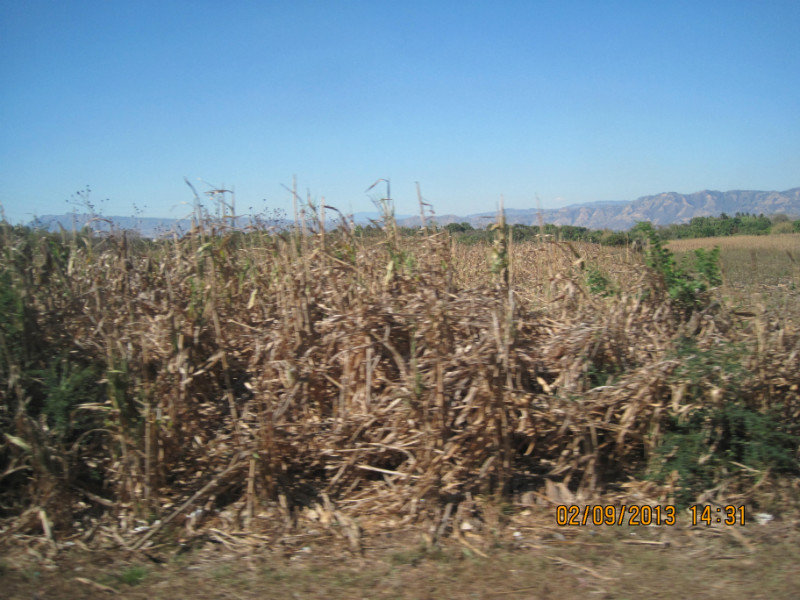 El Salvador corn