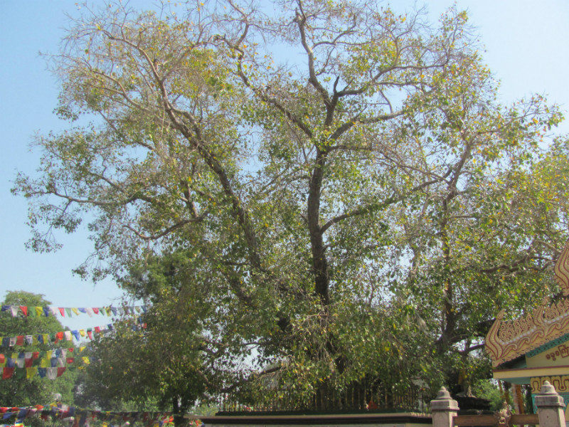 Bodi Tree