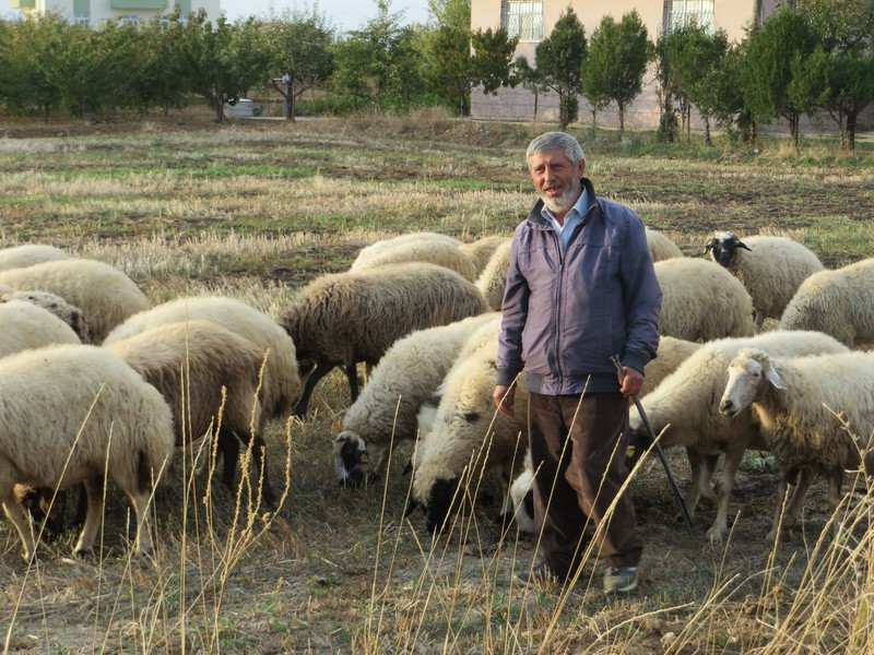 Sheep Herder in Budak