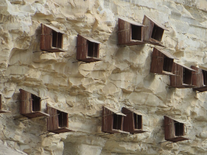 Bald Ibis cliff houses