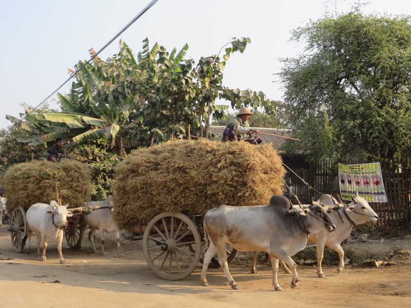 Oxen cart carrying chick peas. 