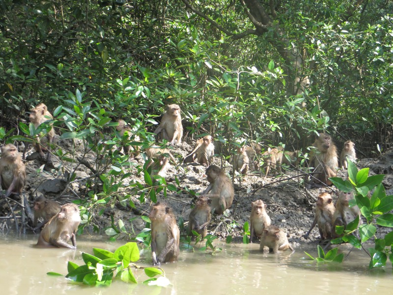 Macquare Monkeys