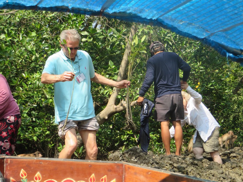 Planting baby trees in Mangrove Forest